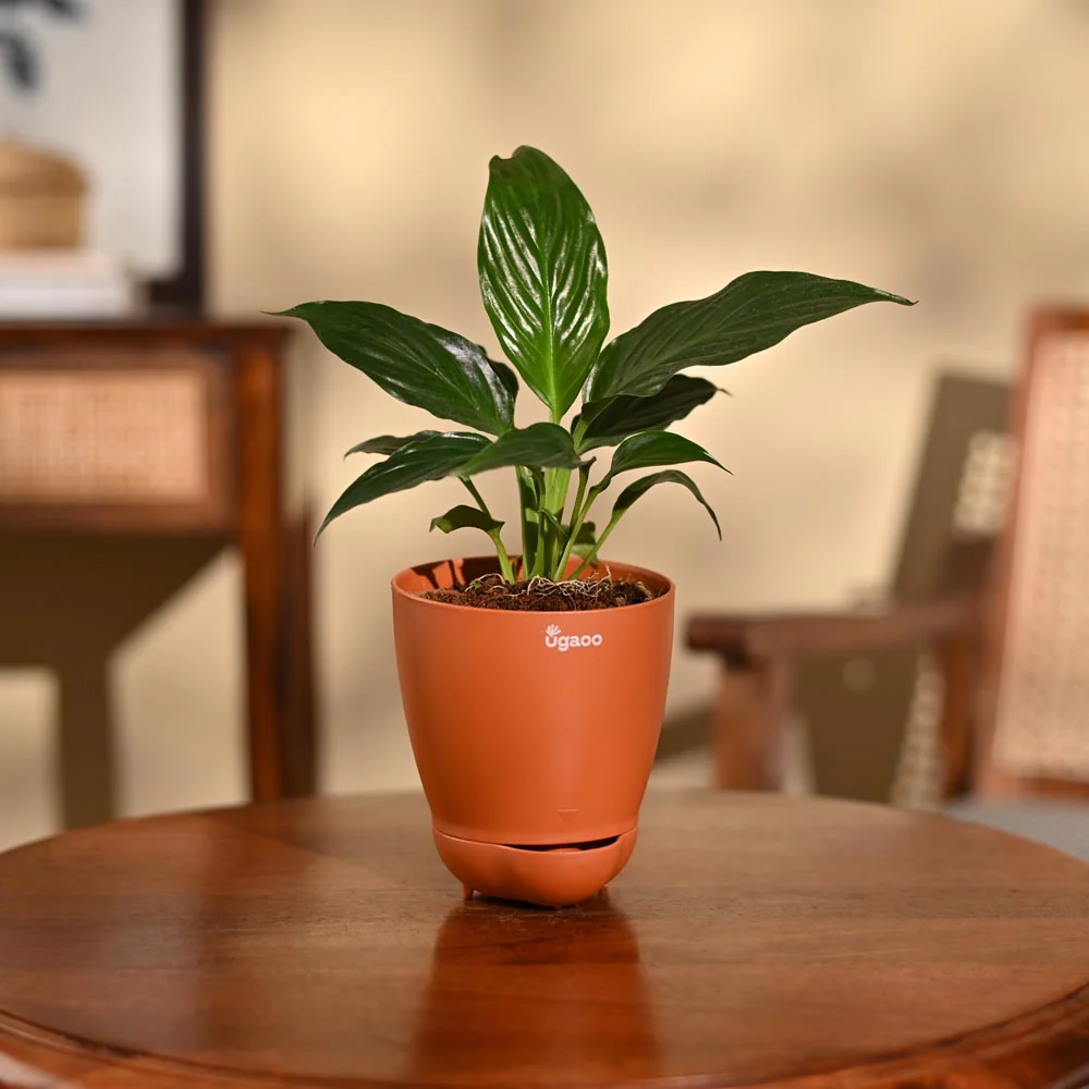 Peace Lily Plant - Image 78