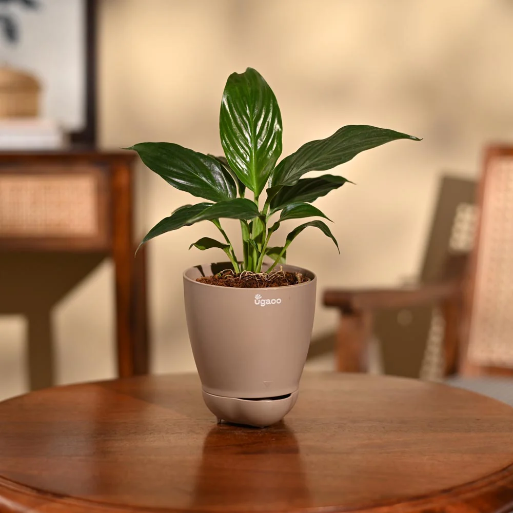 Peace Lily Plant - Image 79