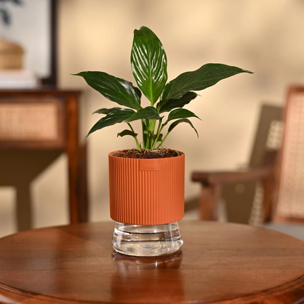Peace Lily Plant - Image 80