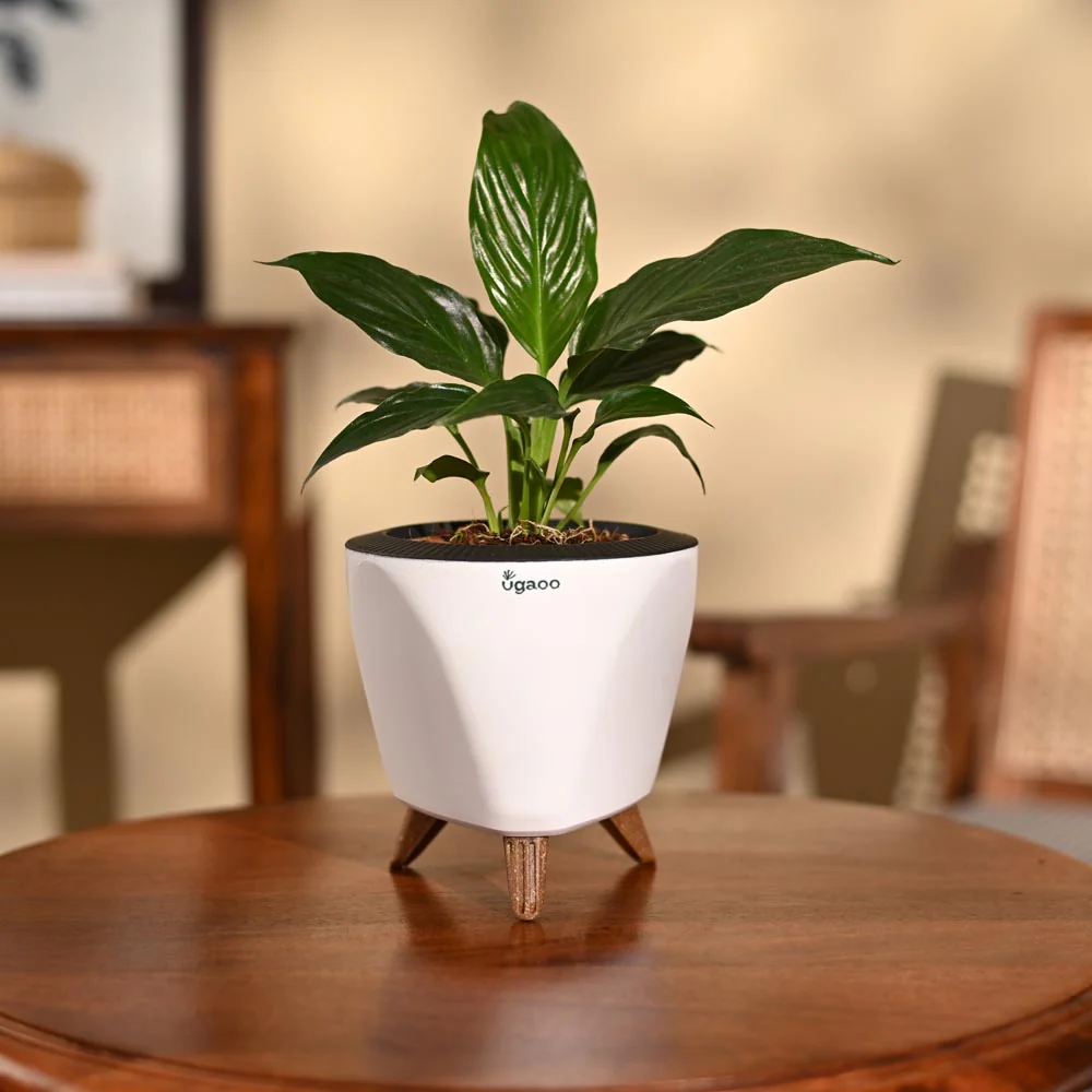 Peace Lily Plant - Image 82