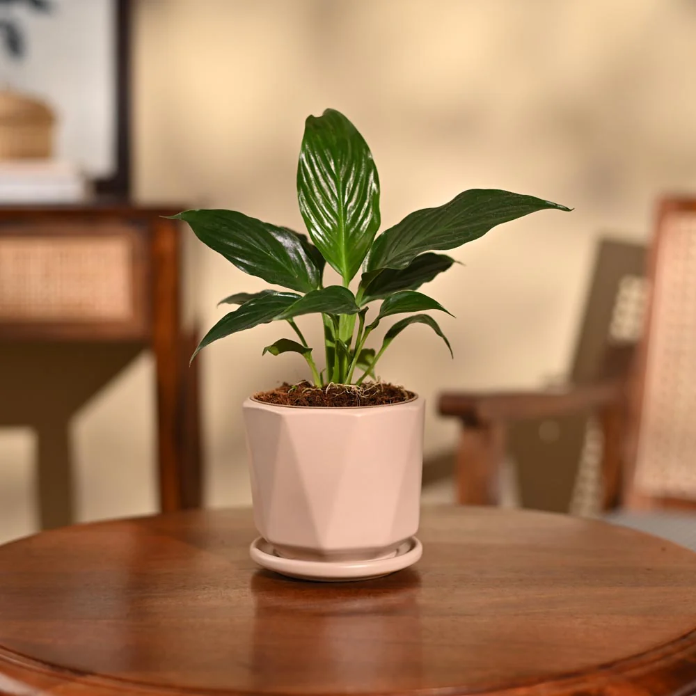 Peace Lily Plant - Image 83