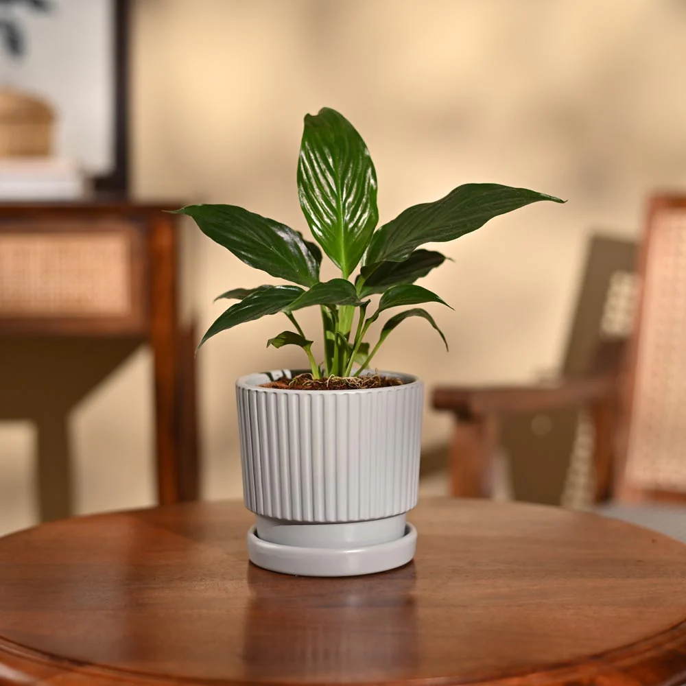 Peace Lily Plant - Image 84