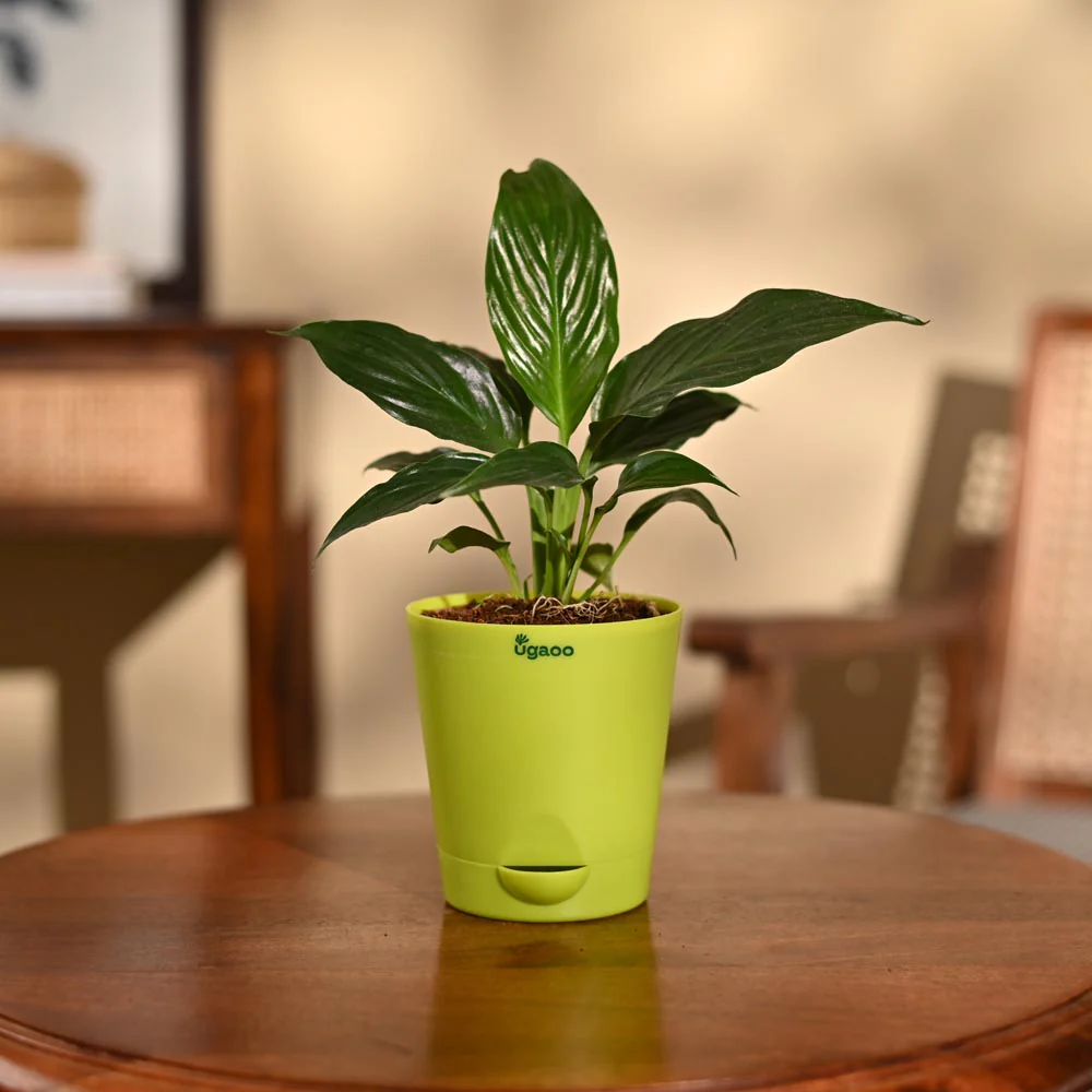 Peace Lily Plant - Image 85