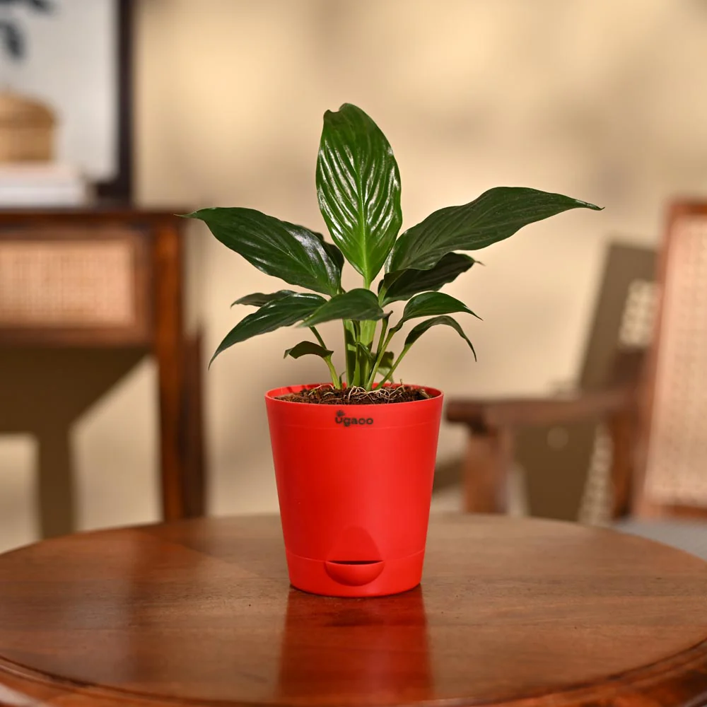 Peace Lily Plant - Image 86