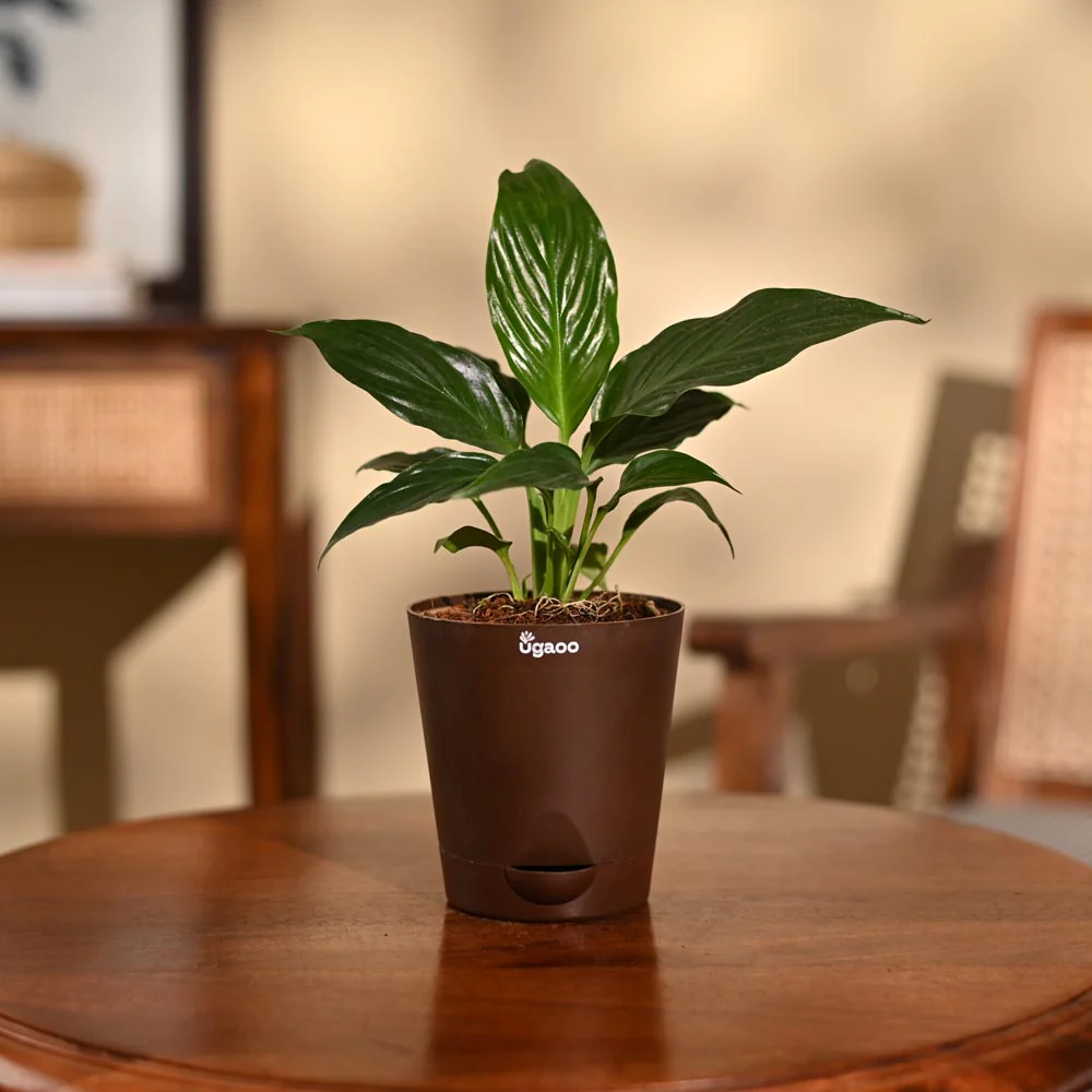 Peace Lily Plant - Image 87
