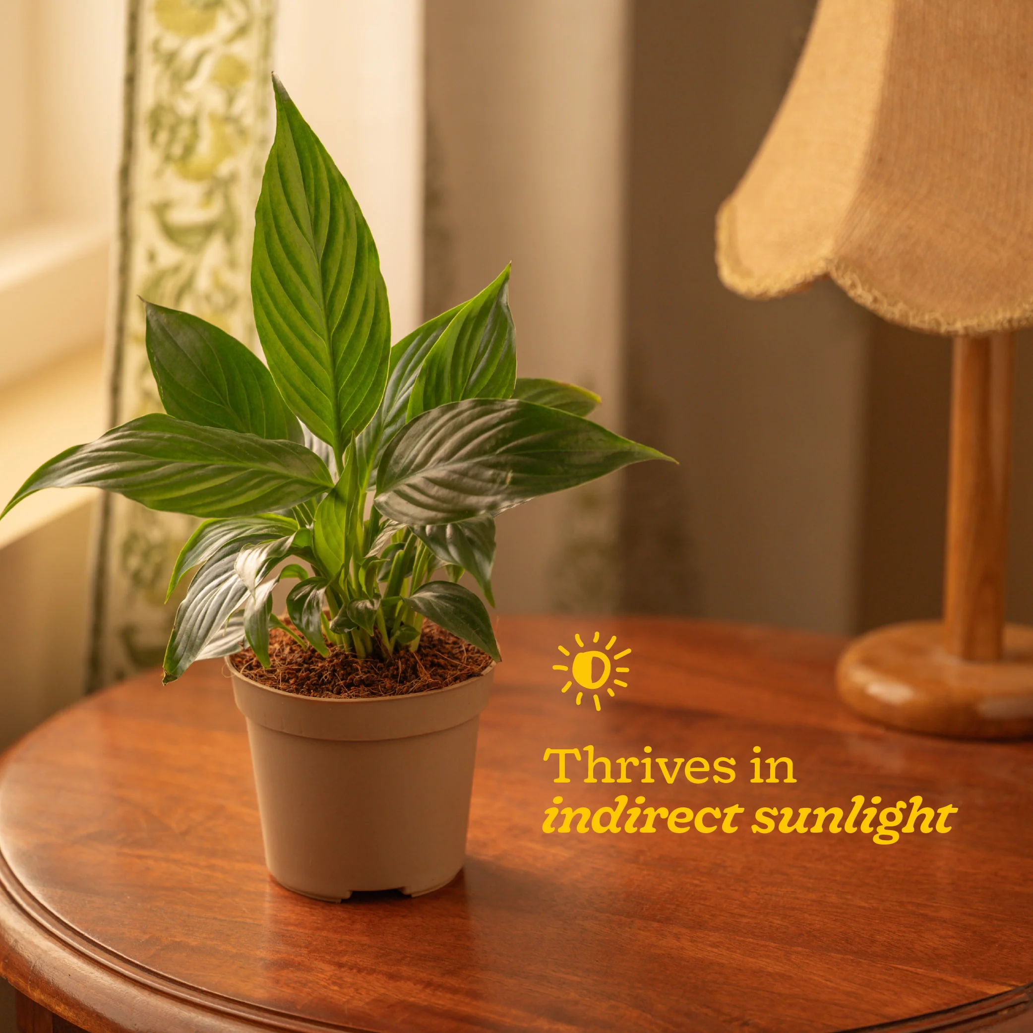 Peace Lily Plant - Image 92