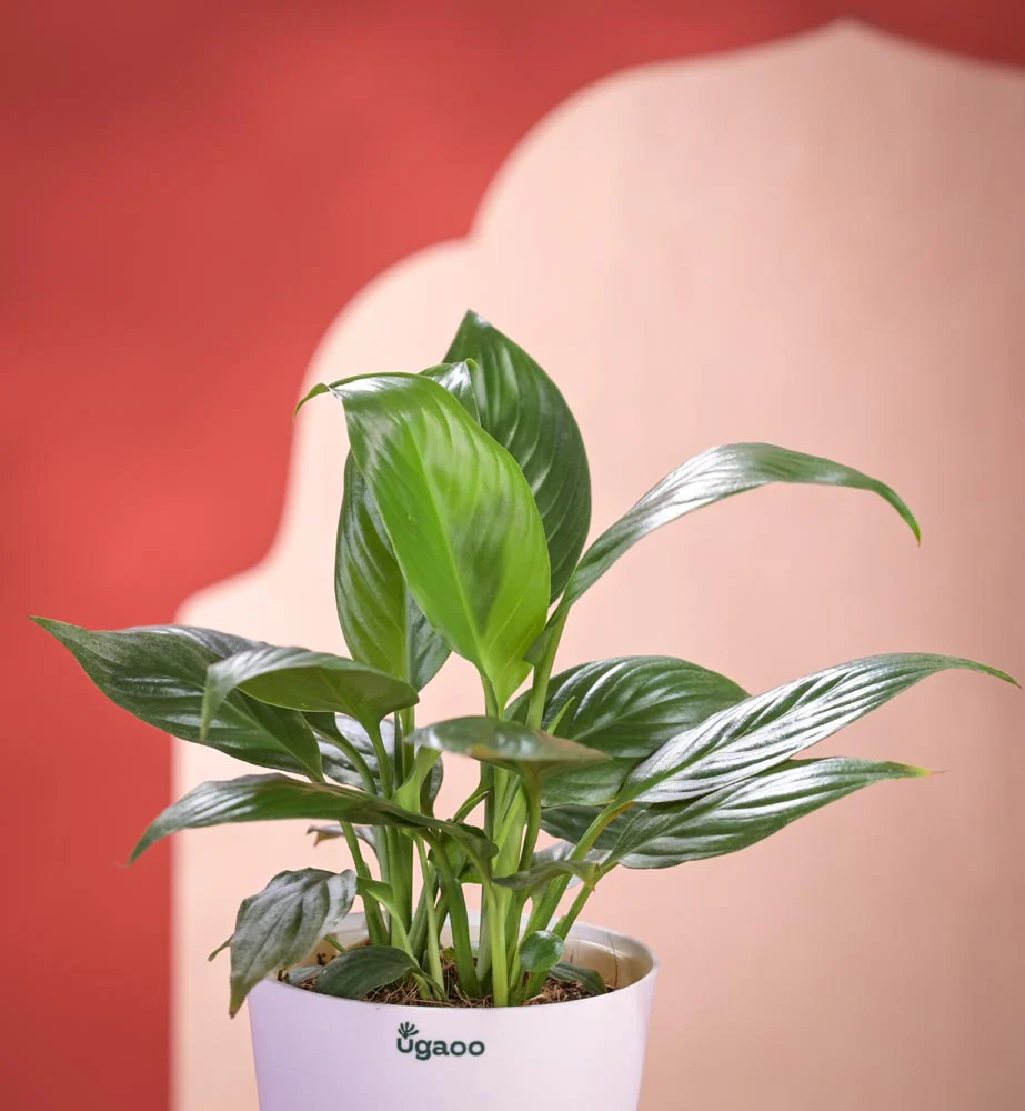 Peace Lily Plant Diwali Gift with Greeting Card - Image 3