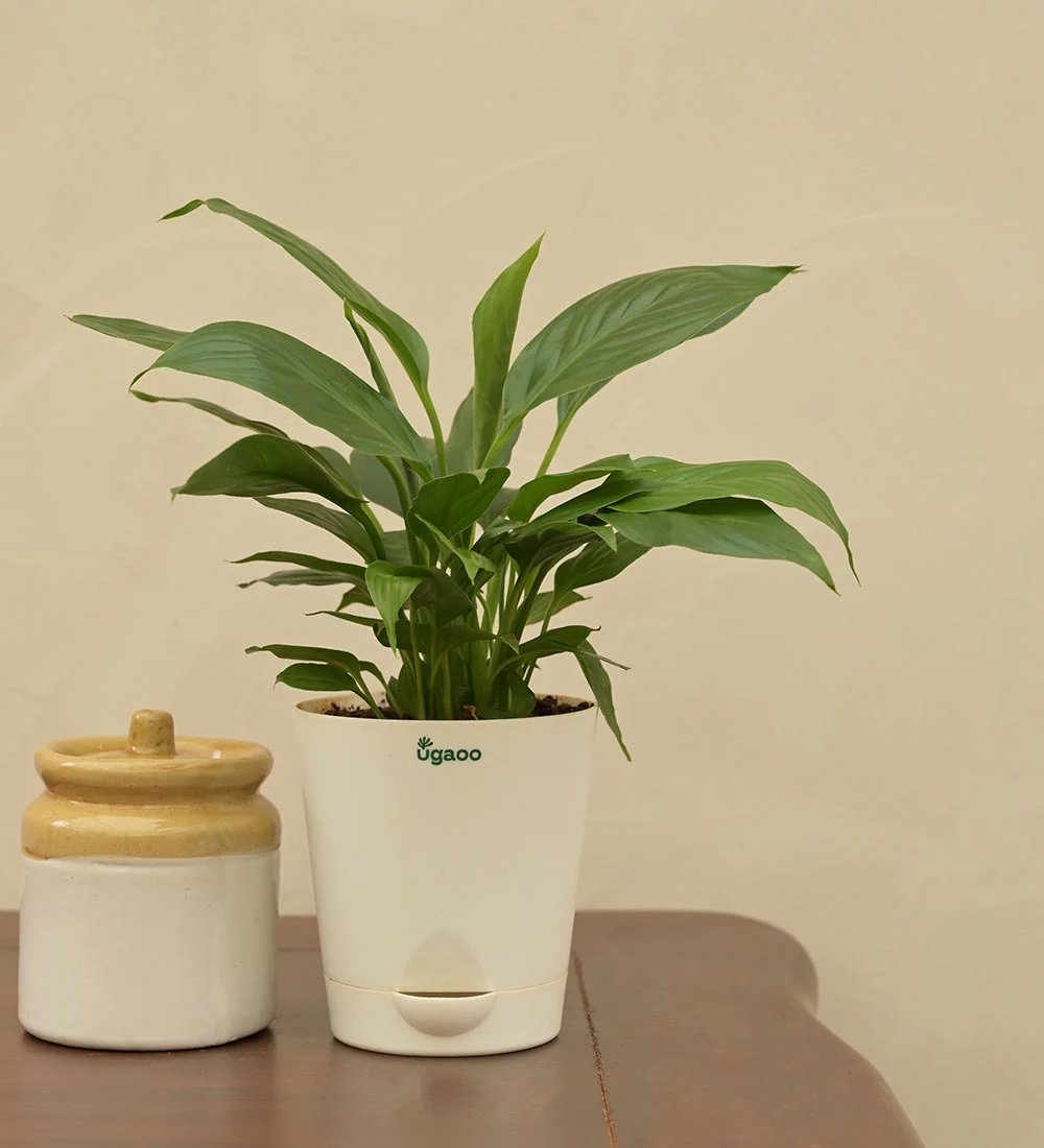 Peace Lily Plant For Environment Day Gifting - Image 3