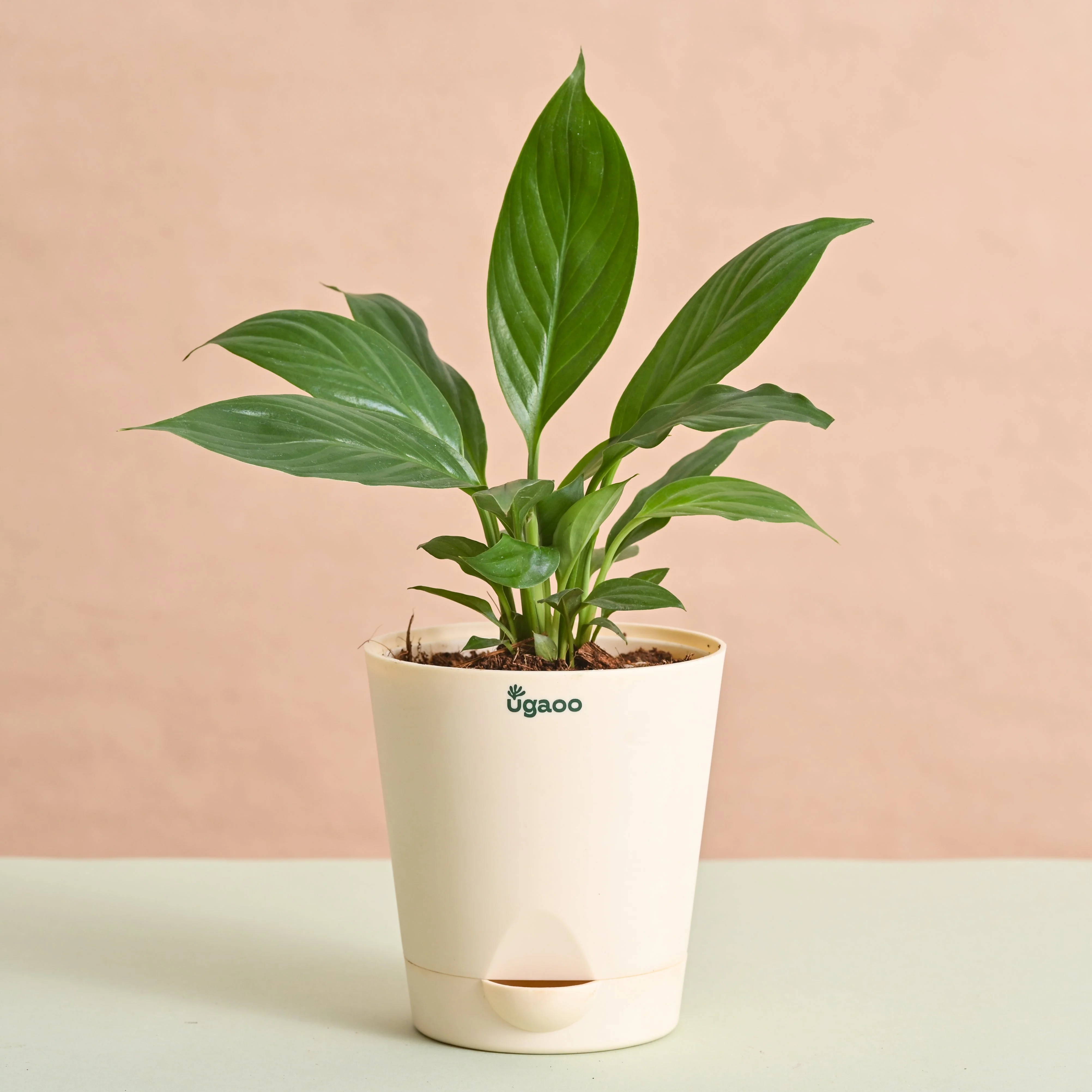 Peace Lily Plant Gift for Women's Day - Image 4
