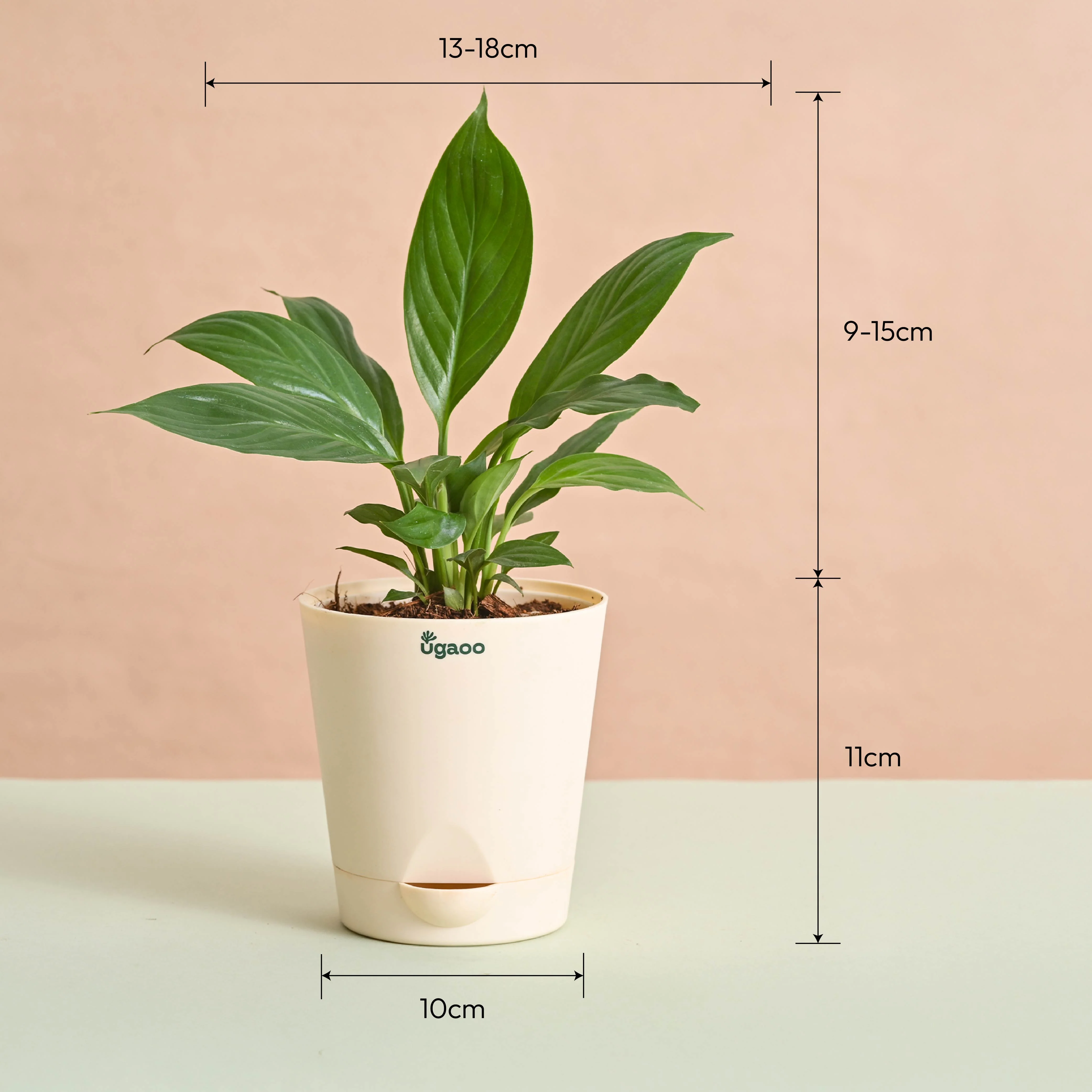 Peace Lily Plant Gift for Women's Day - Image 6