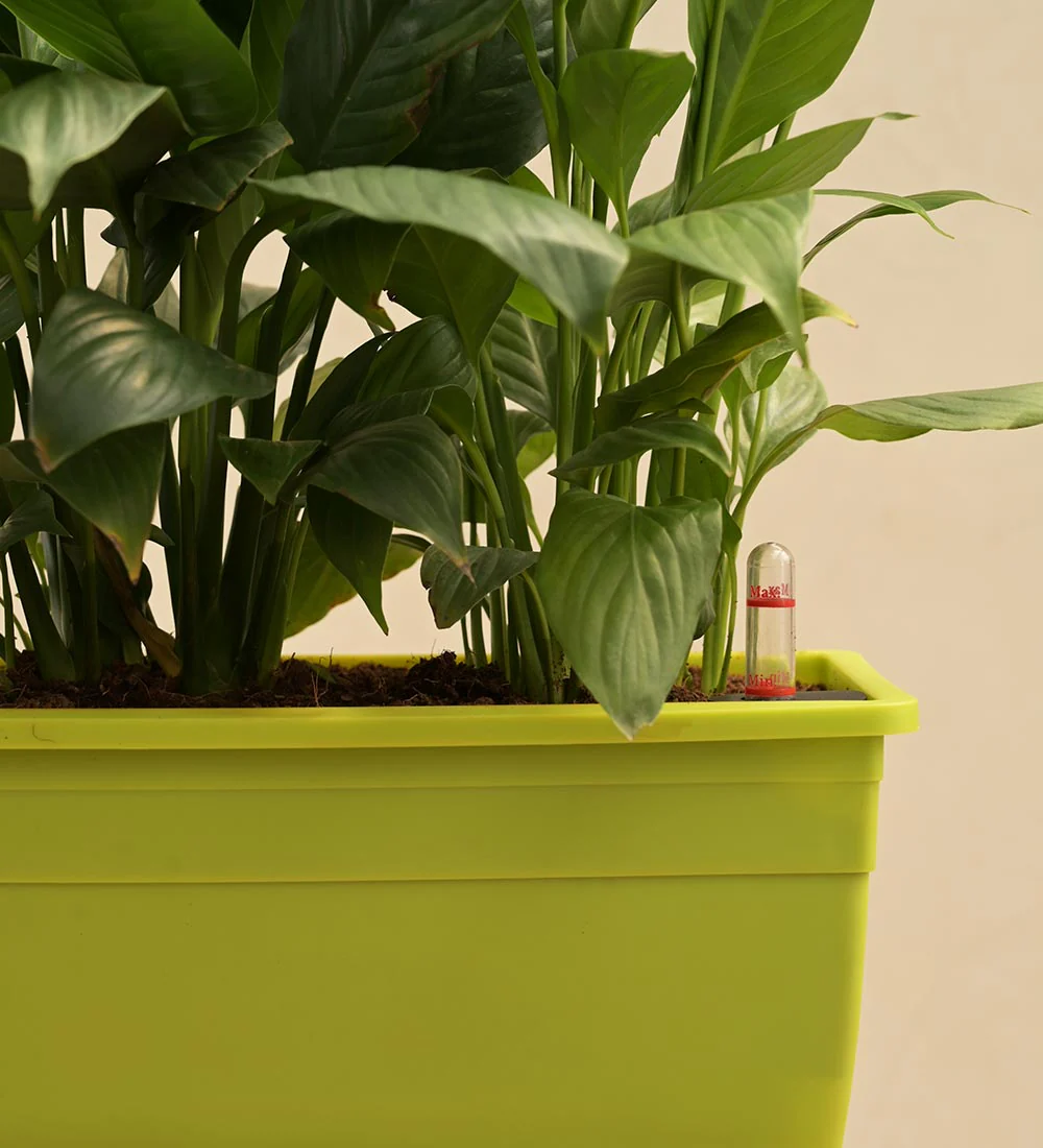 Peace Lily Plant - Set of 2 - Image 3