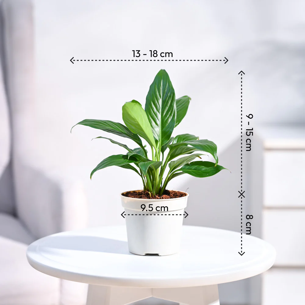 Peace Lily Plant with Self Watering Pot - Image 10