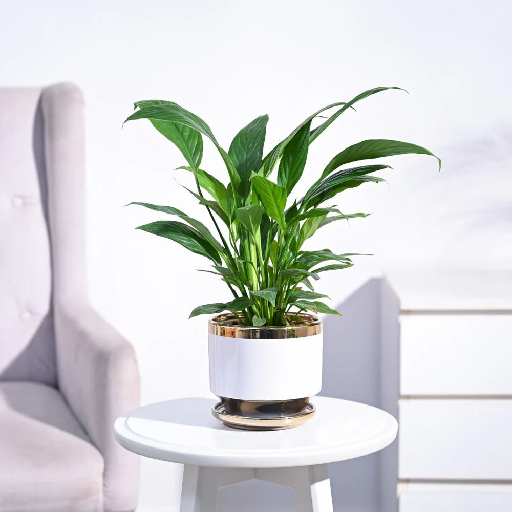 Peace Lily Plant - Image 21