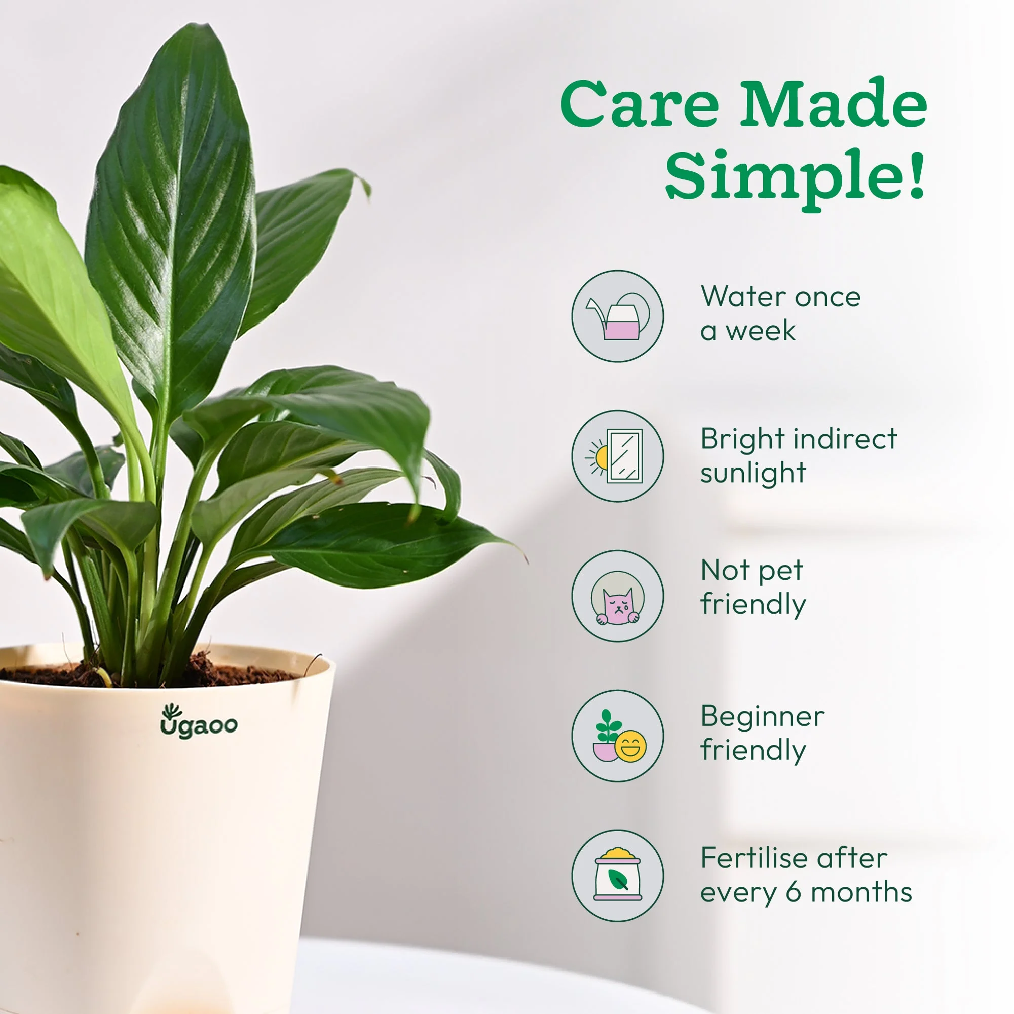 Peace Lily Plant - Image 33