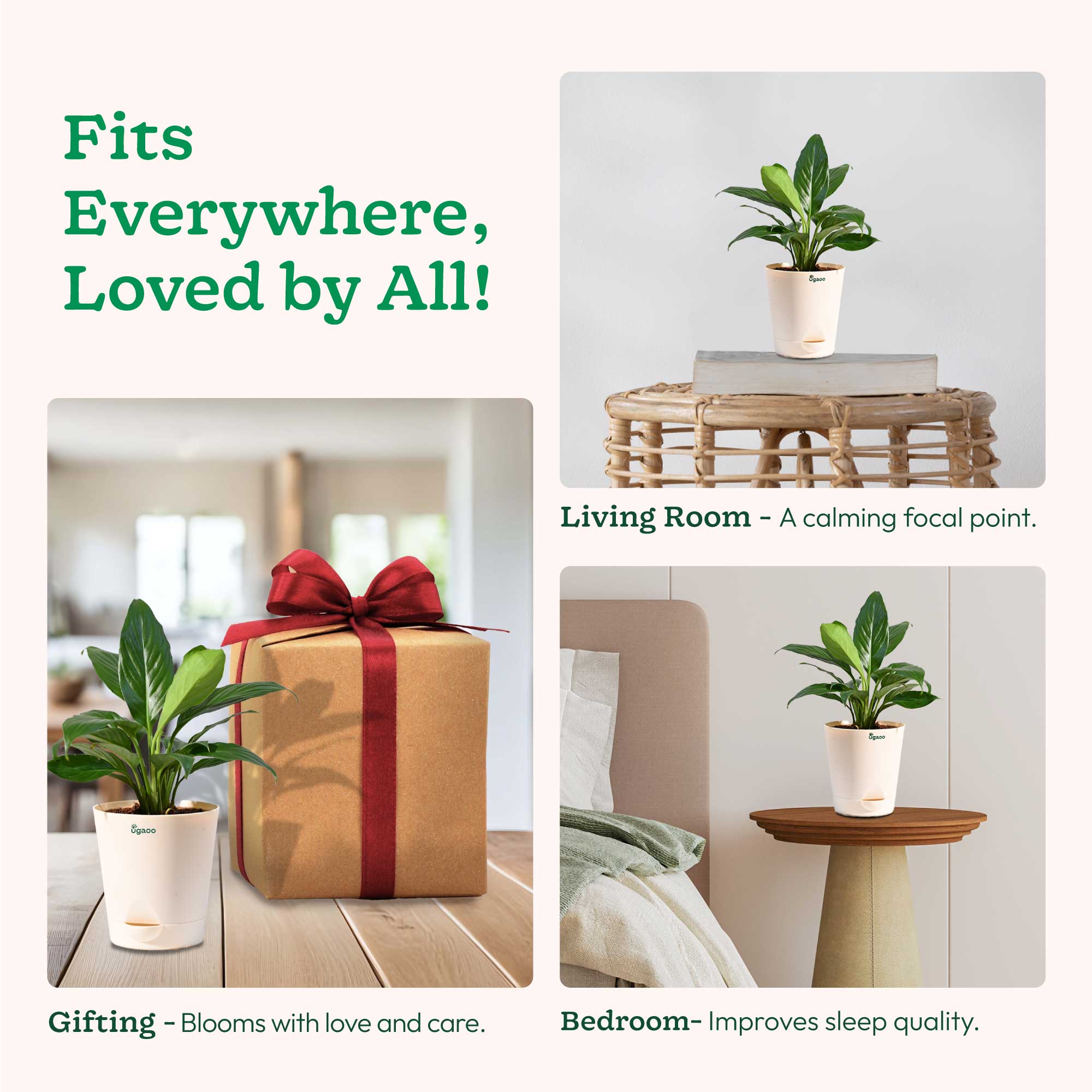 Peace Lily Plant - Image 36