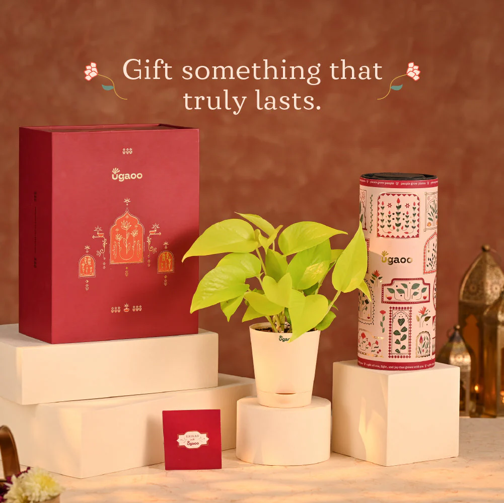 Fortunate Friend - Plants for Corporate Gifting - Image 2
