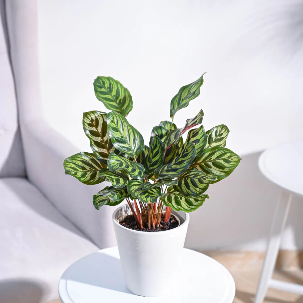 Peacock Plant - Image 22