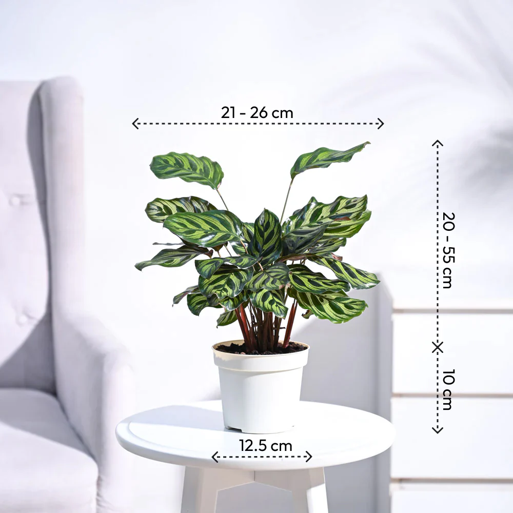 Peacock Plant - Image 23