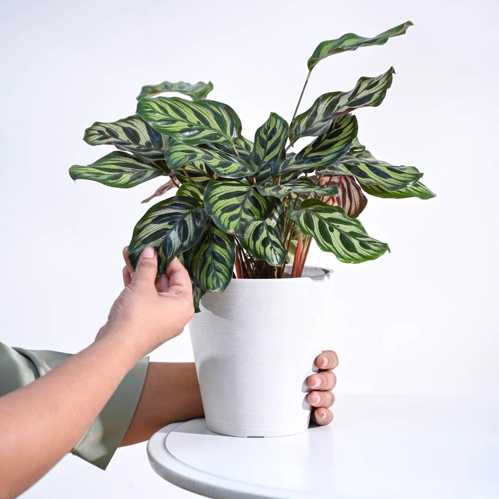 Peacock Plant - Image 39