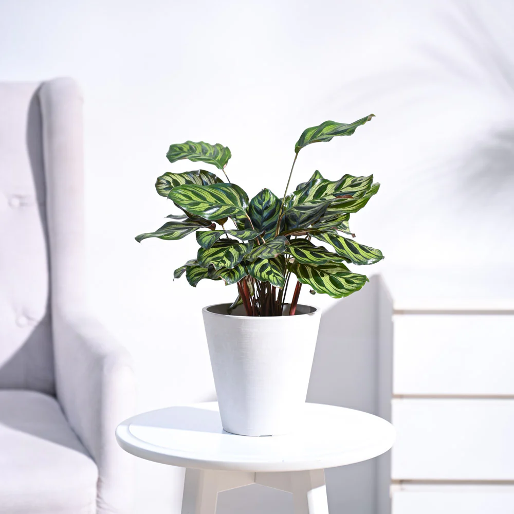 Peacock Plant - Image 4