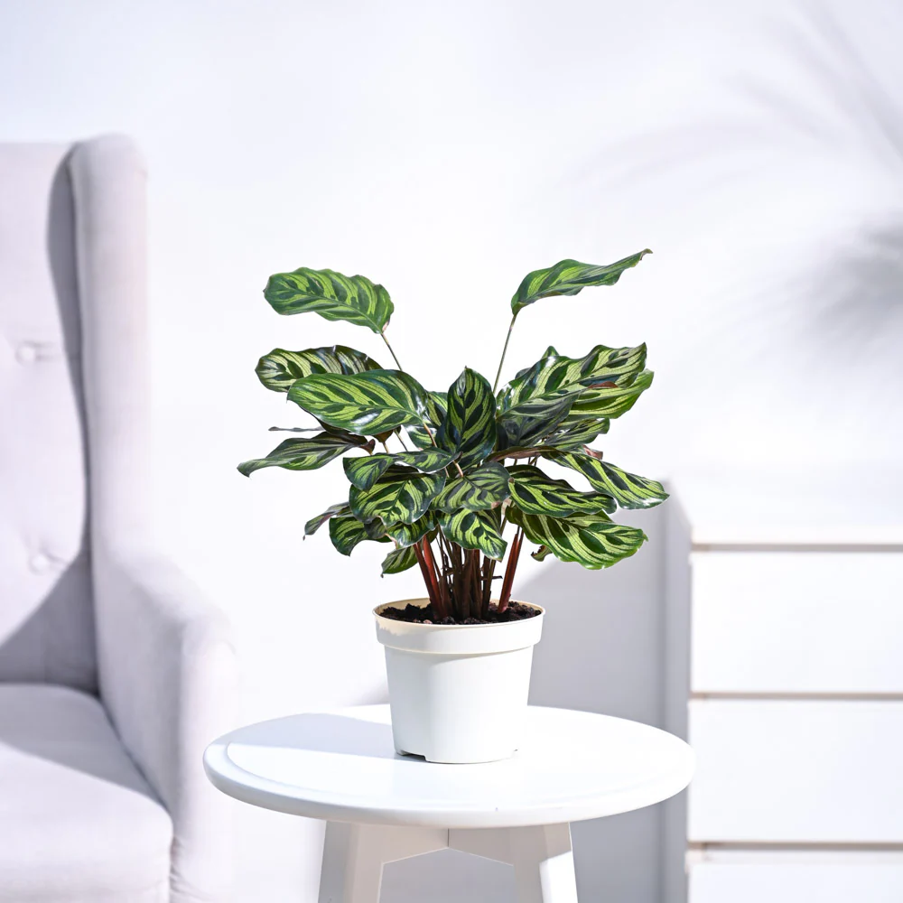 Peacock Plant - Image 5