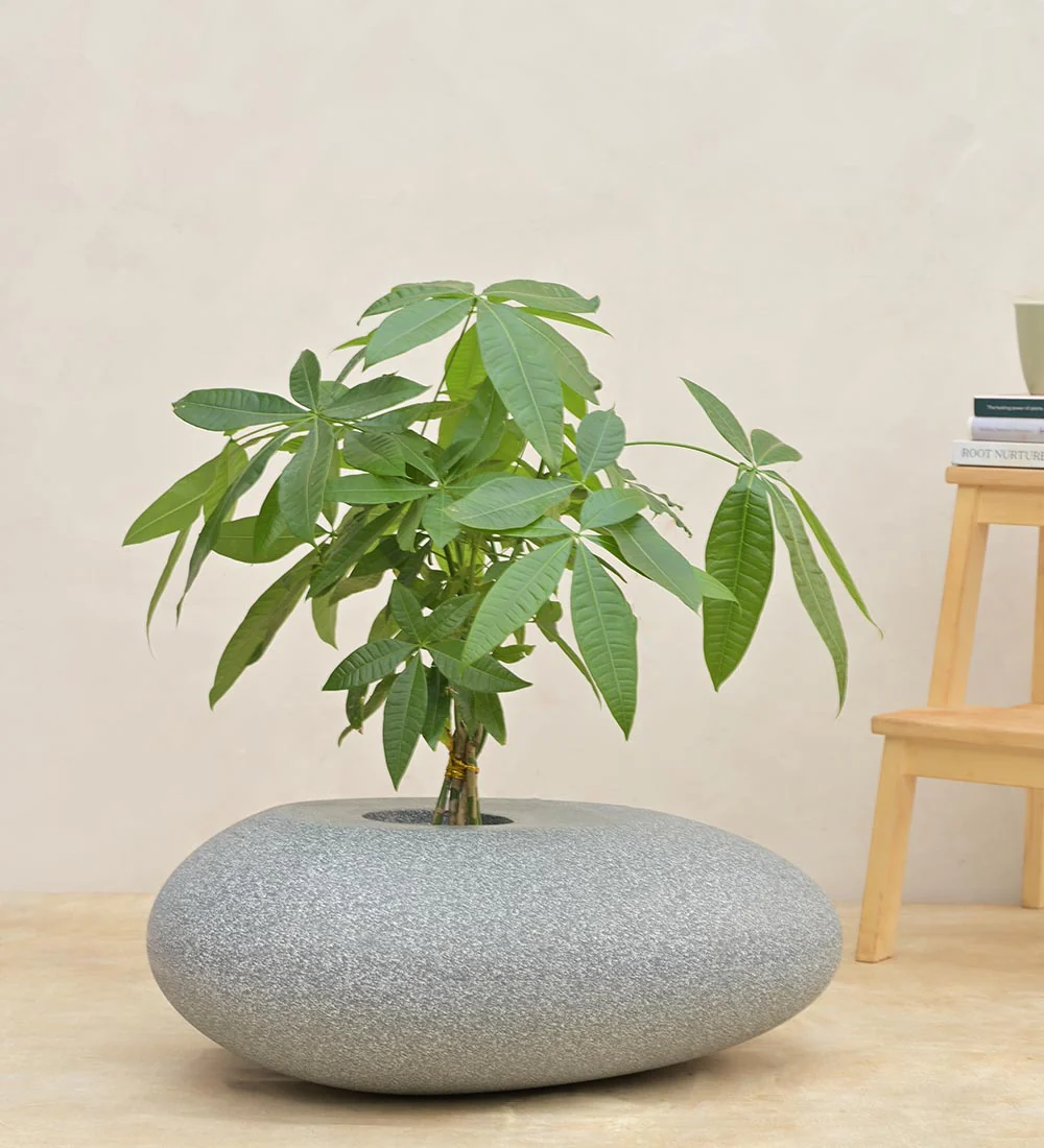 Pebble Shaped Planter - Image 16