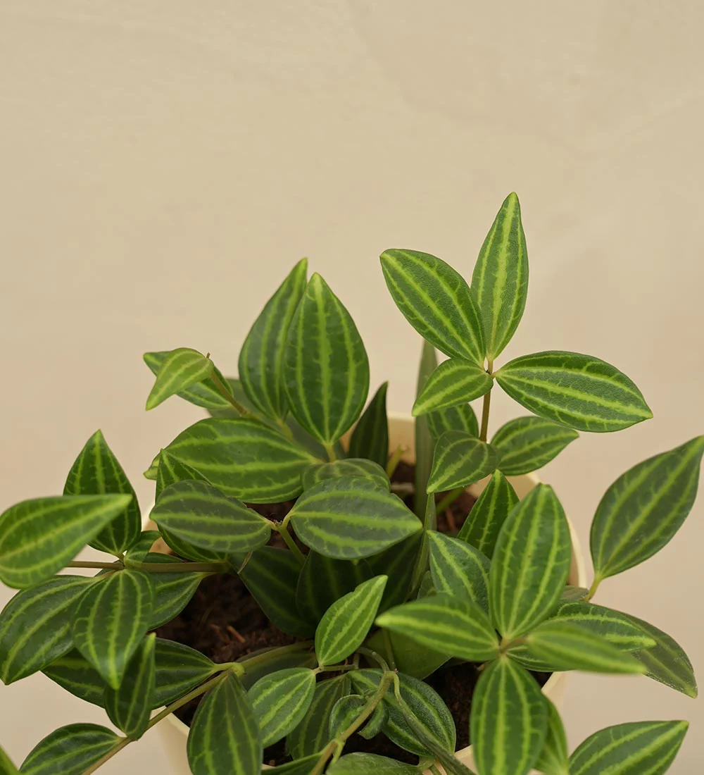 Peperomia Angulata Gift Hamper - Image 3