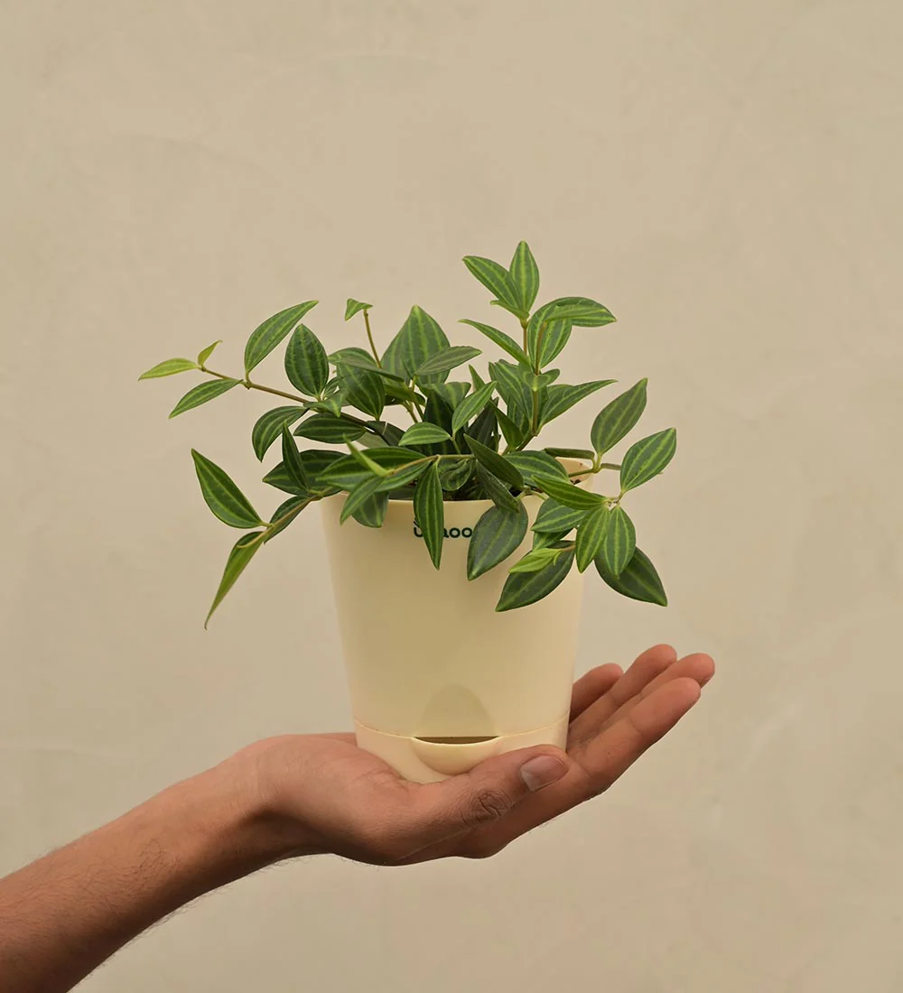 Peperomia Angulata Gift Hamper - Image 4