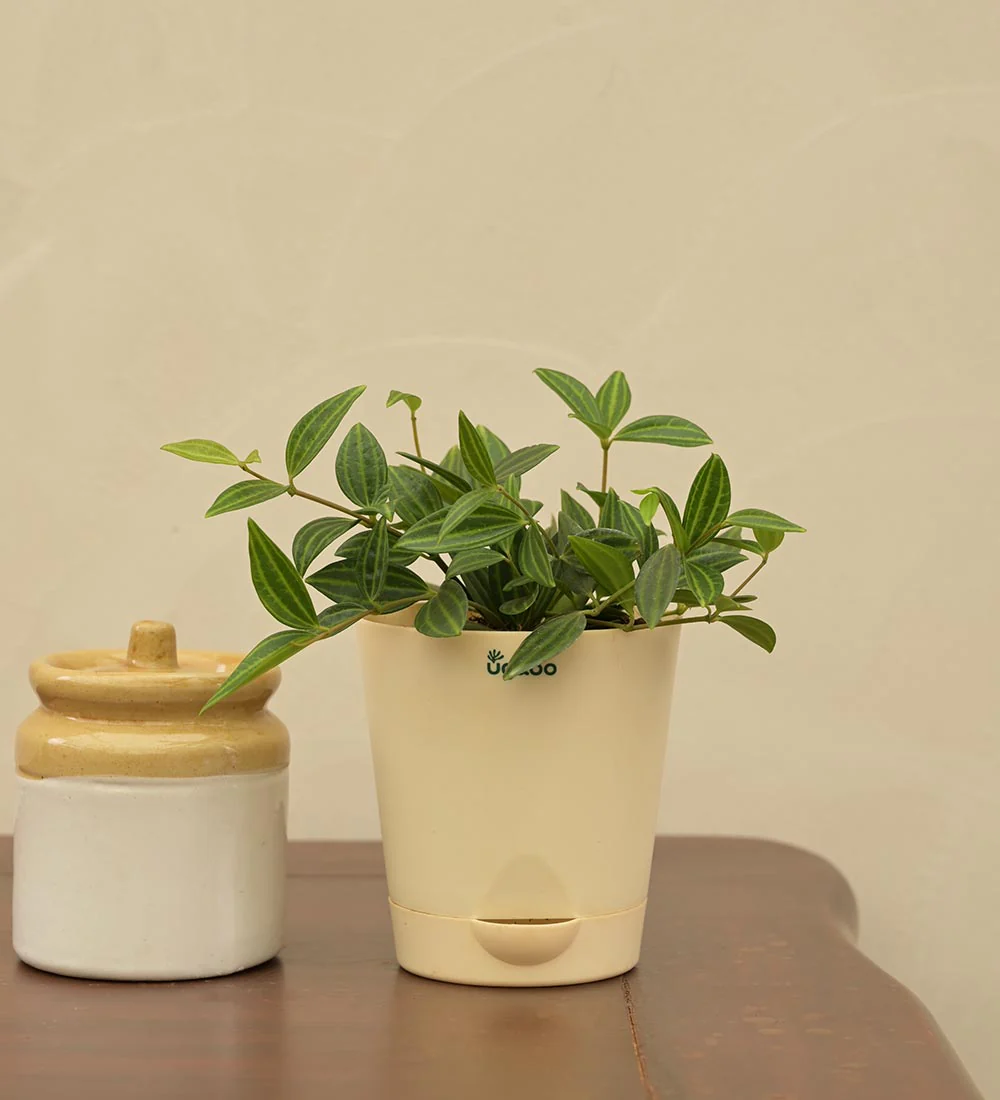 Peperomia Angulata Gift Hamper - Image 5