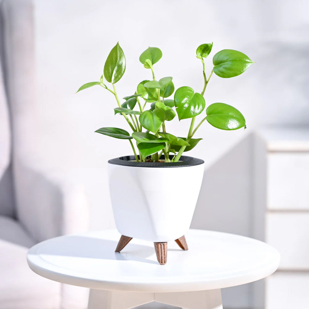 Peperomia Green Creeper Plant - Image 103