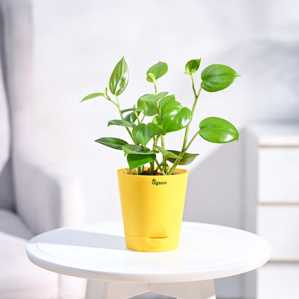 Peperomia Green Creeper Plant - Image 15