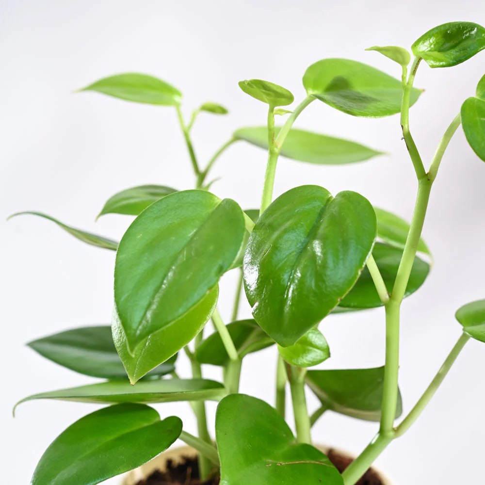 Peperomia Green Creeper Plant - Image 16