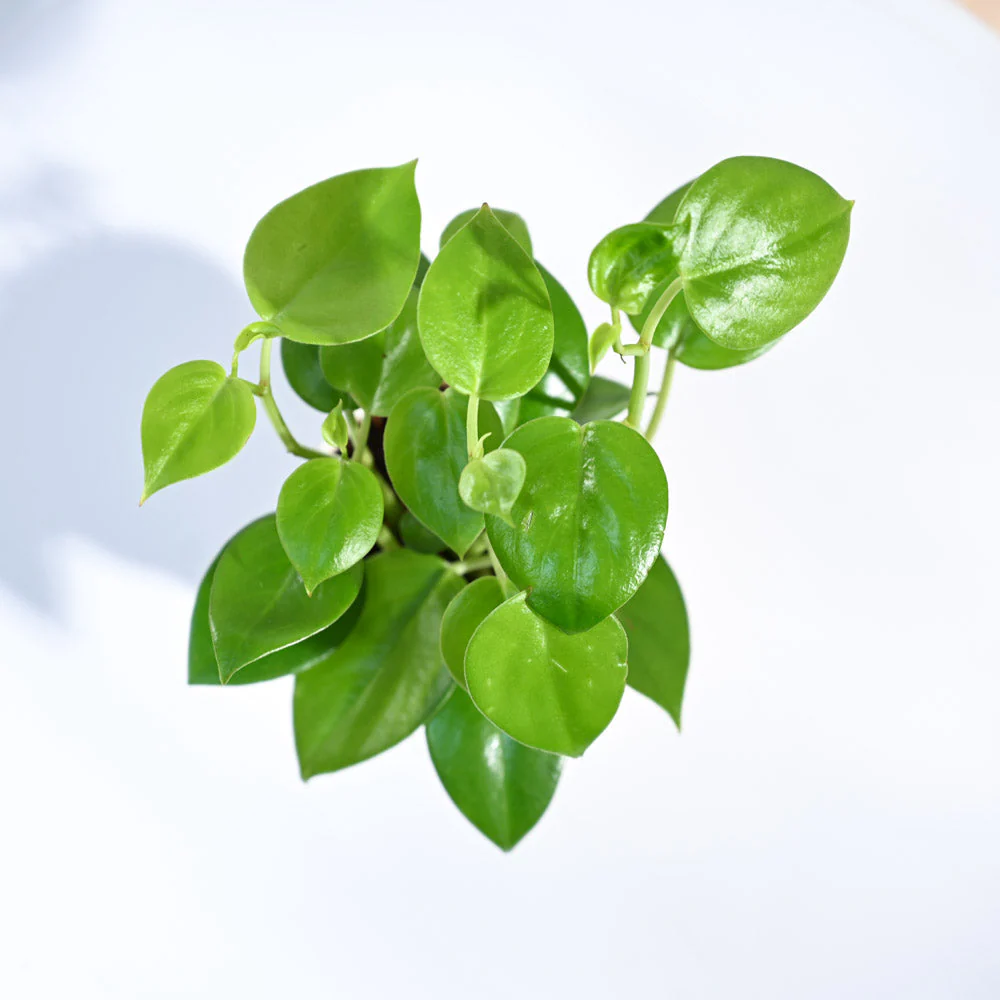 Peperomia Green Creeper Plant - Image 38
