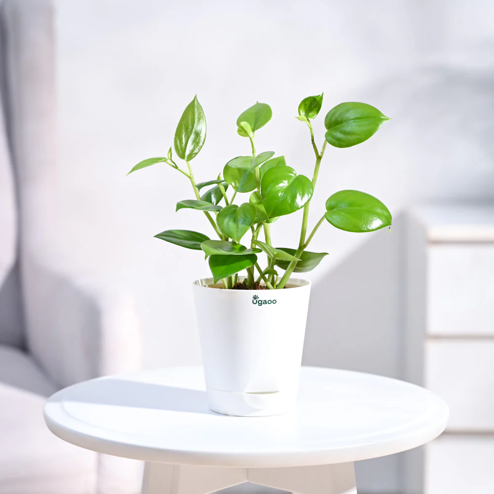 Peperomia Green Creeper Plant - Image 44