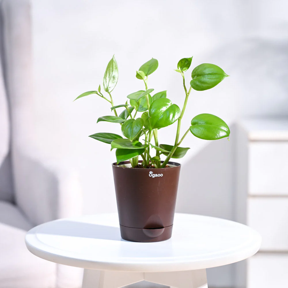 Peperomia Green Creeper Plant - Image 48