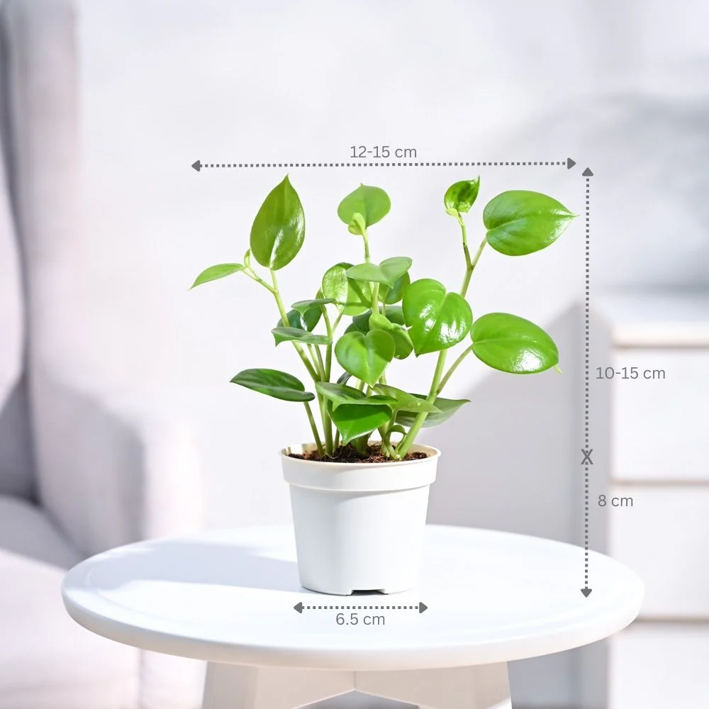 Peperomia Green Creeper Plant - Image 5