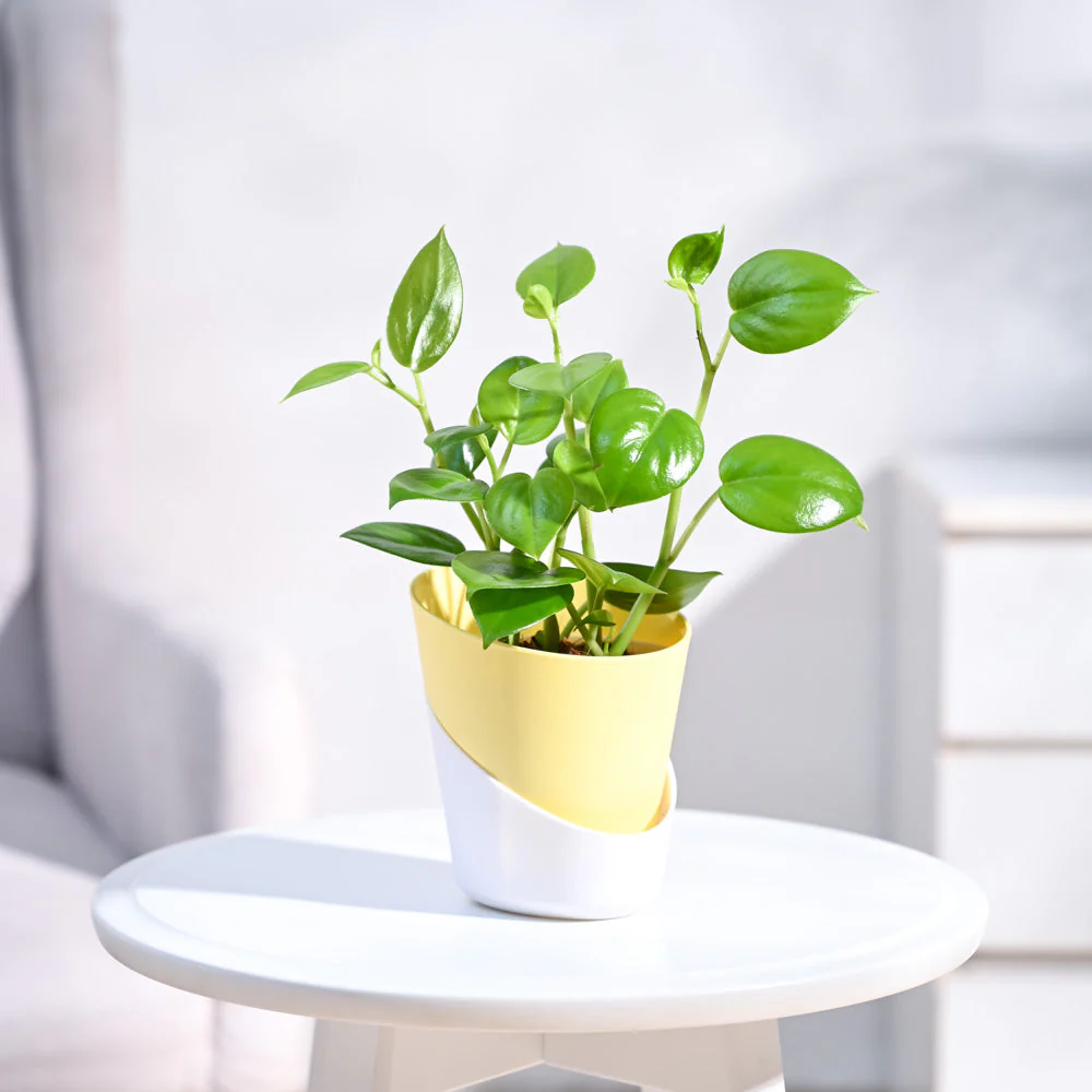 Peperomia Green Creeper Plant - Image 52