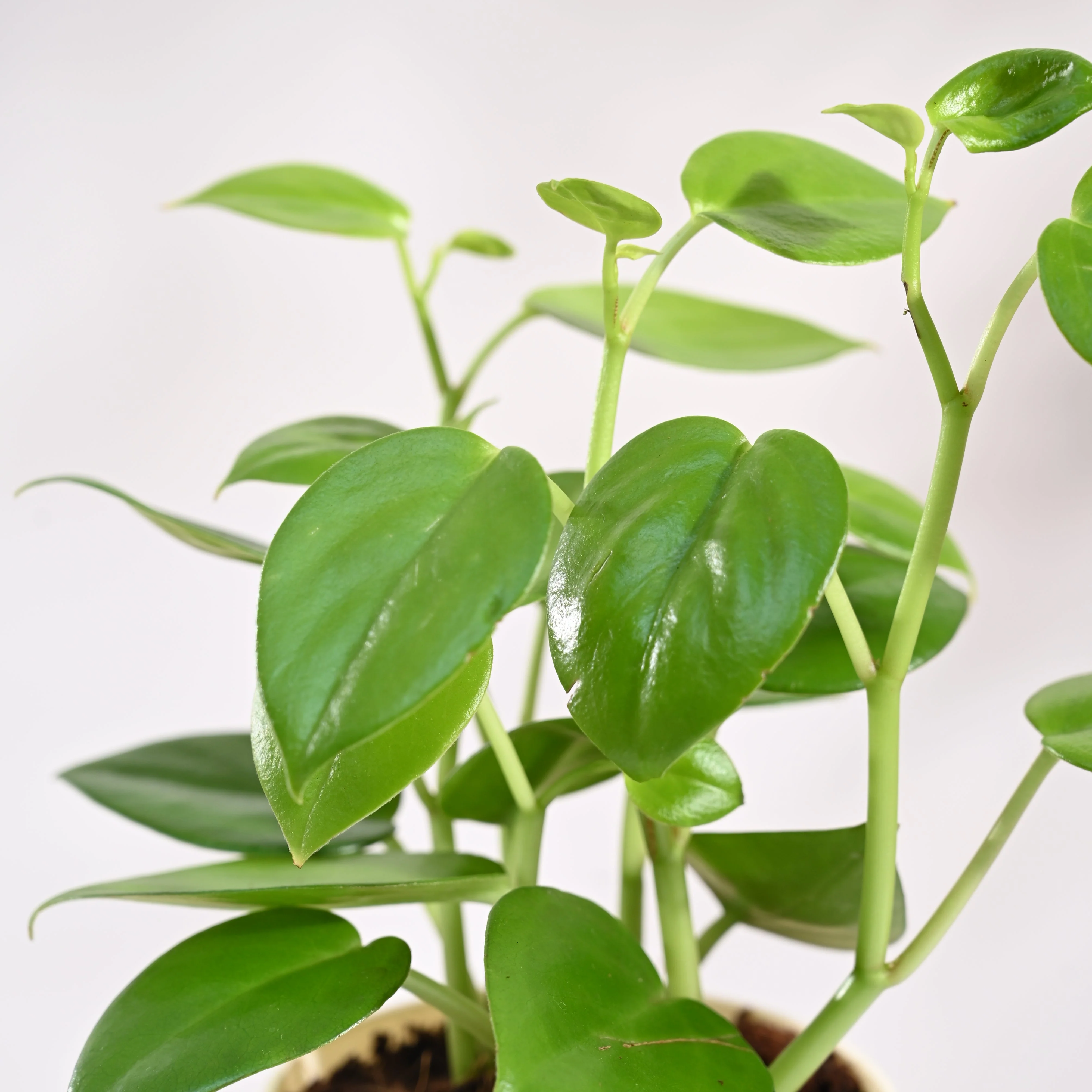 Peperomia Green Creeper Plant - Image 55