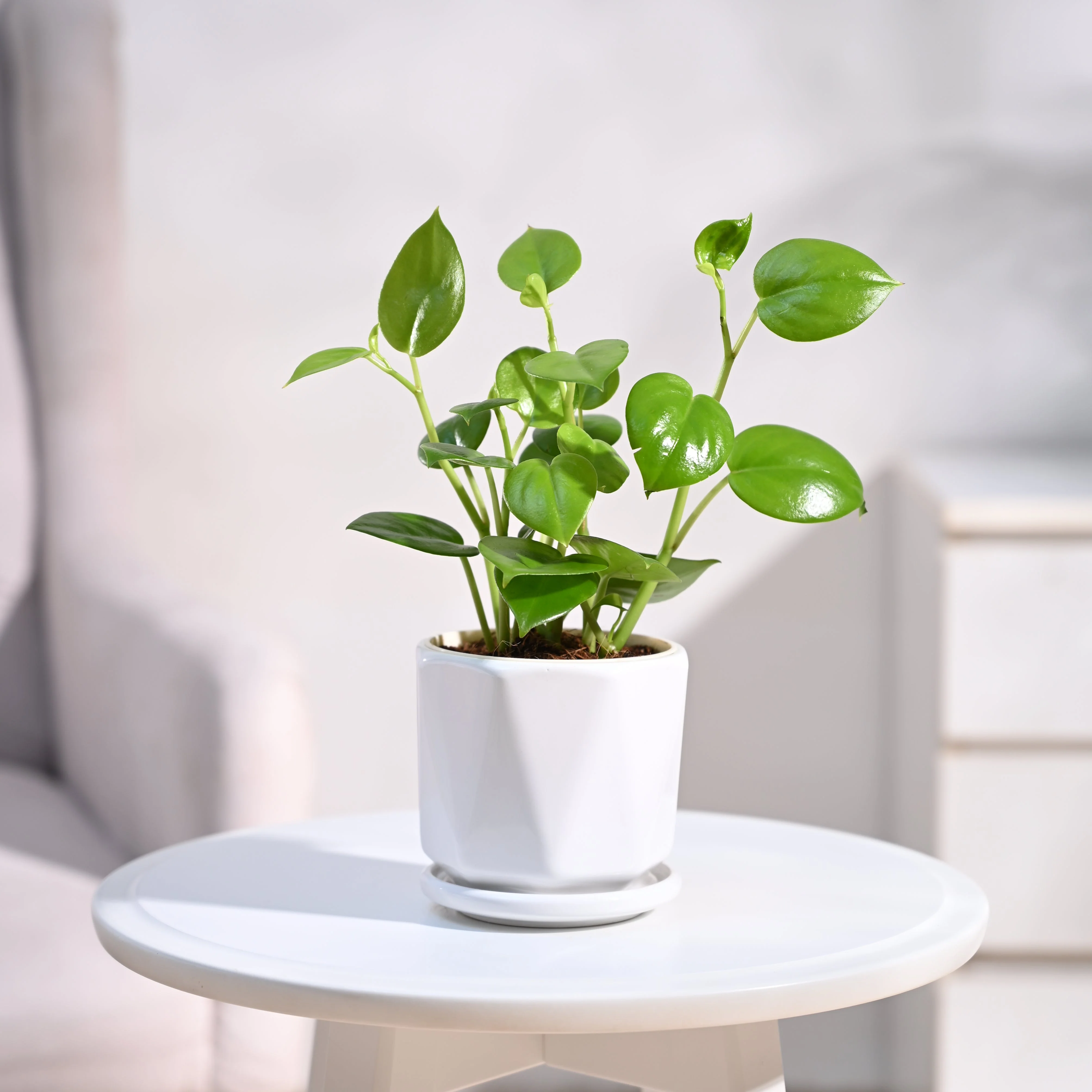 Peperomia Green Creeper Plant - Image 6