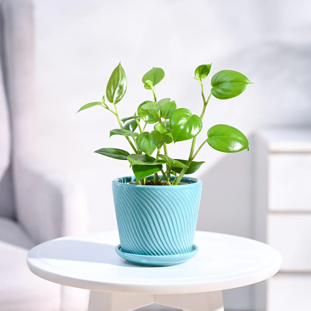 Peperomia Green Creeper Plant - Image 60