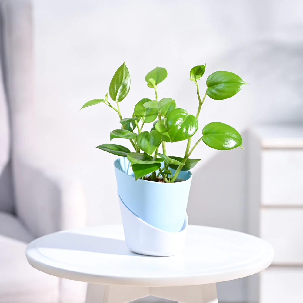 Peperomia Green Creeper Plant - Image 64