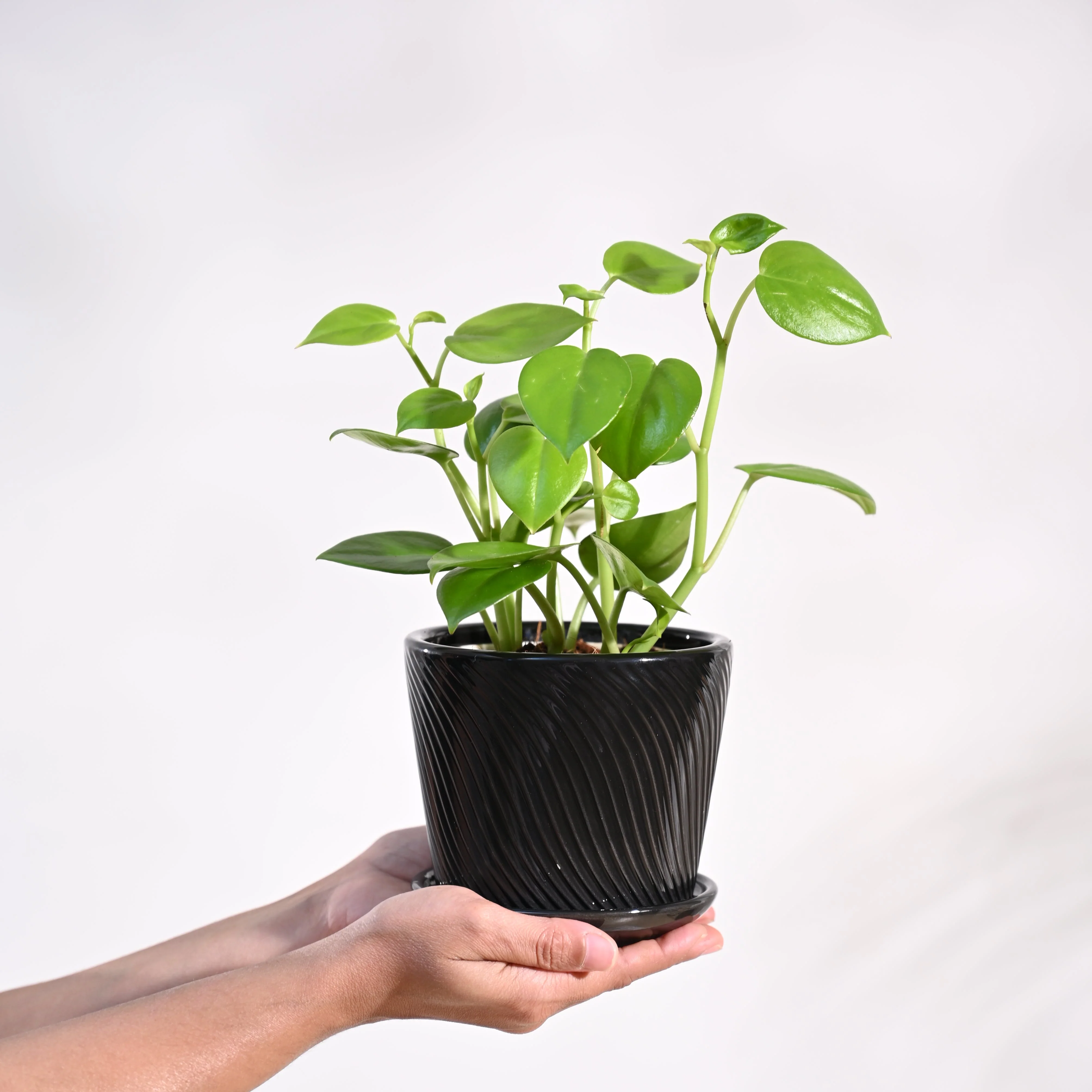 Peperomia Green Creeper Plant - Image 67
