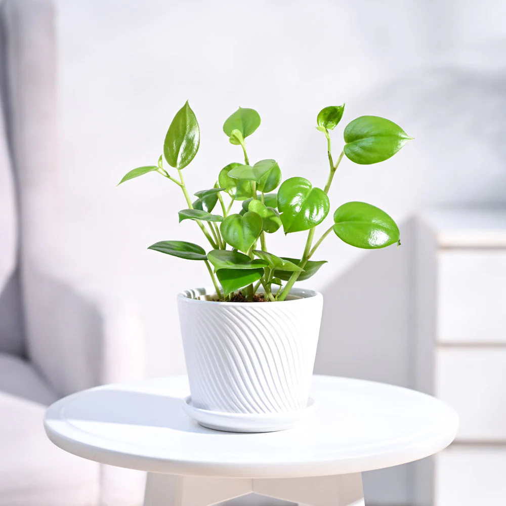 Peperomia Green Creeper Plant - Image 68