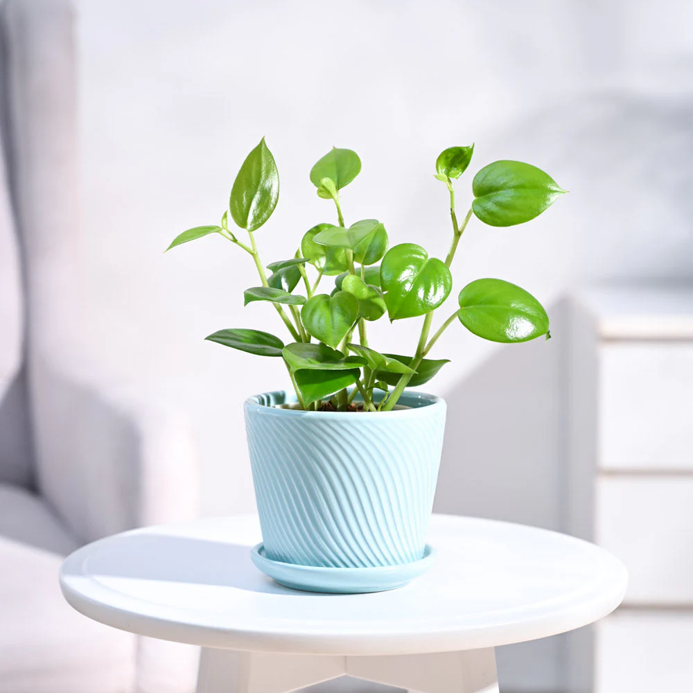 Peperomia Green Creeper Plant - Image 72