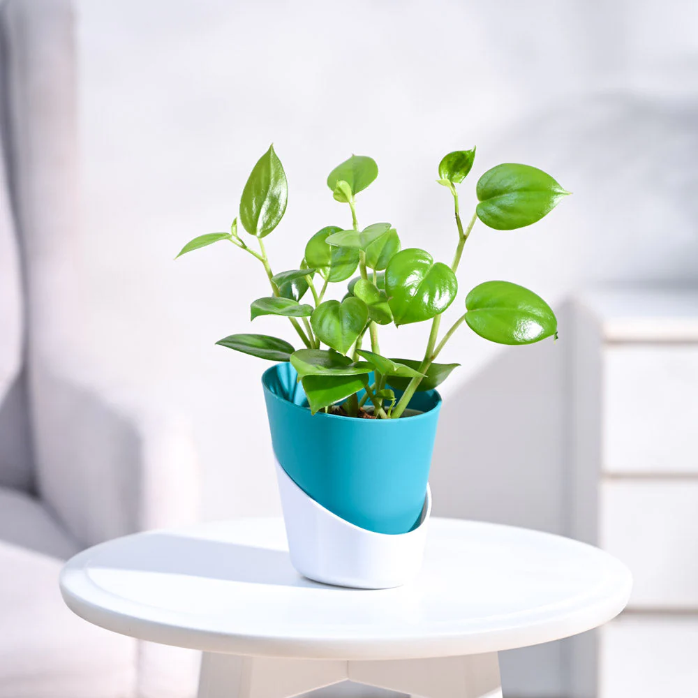 Peperomia Green Creeper Plant - Image 76