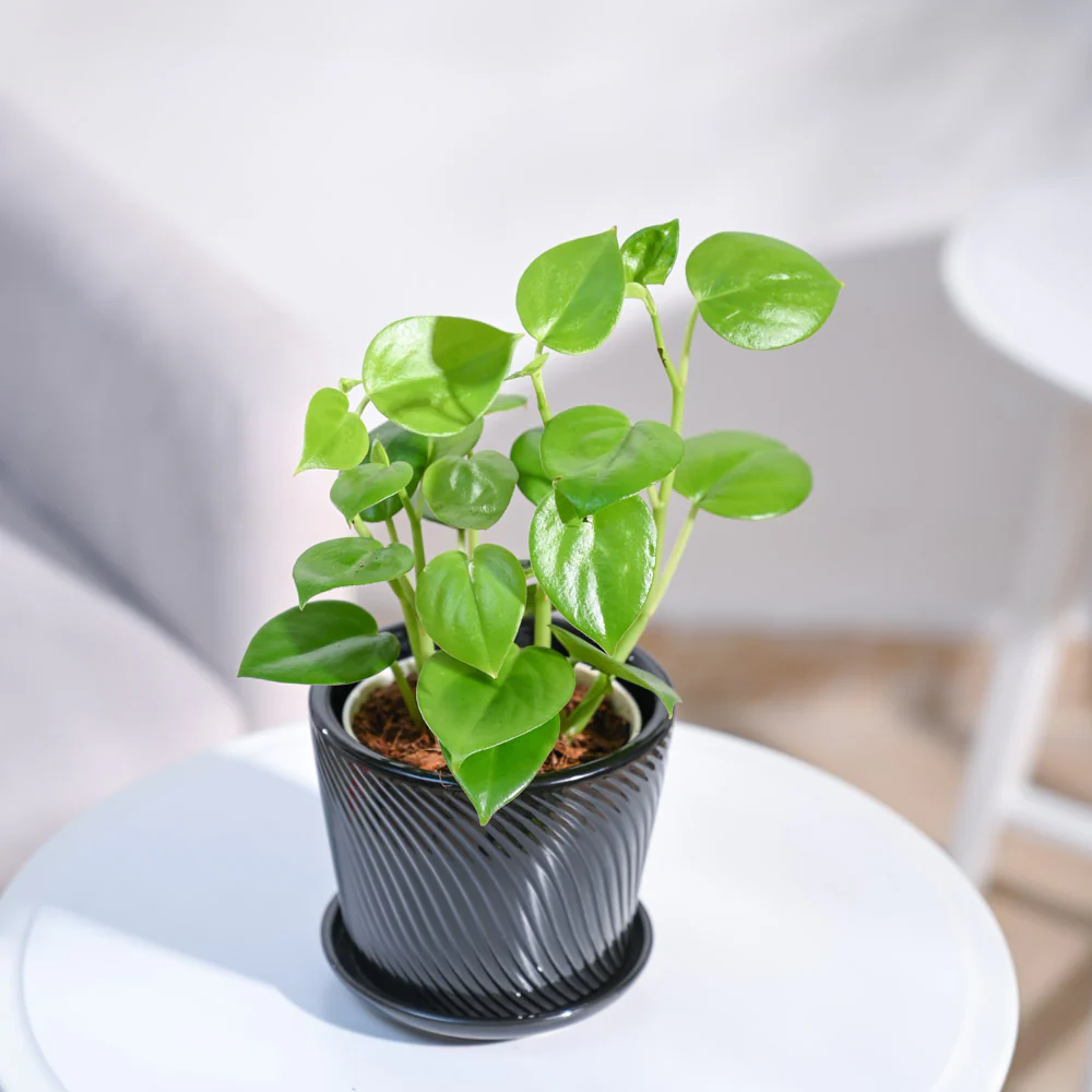 Peperomia Green Creeper Plant - Image 79