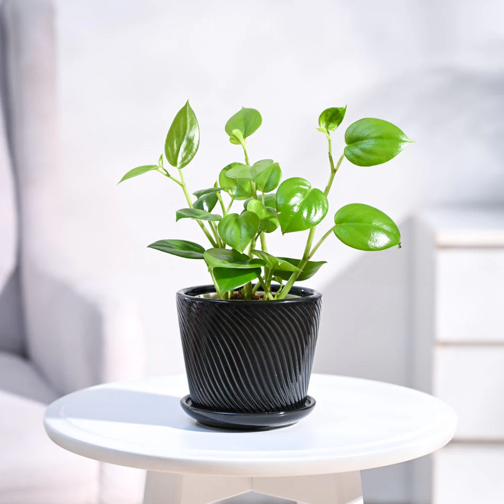 Peperomia Green Creeper Plant - Image 80