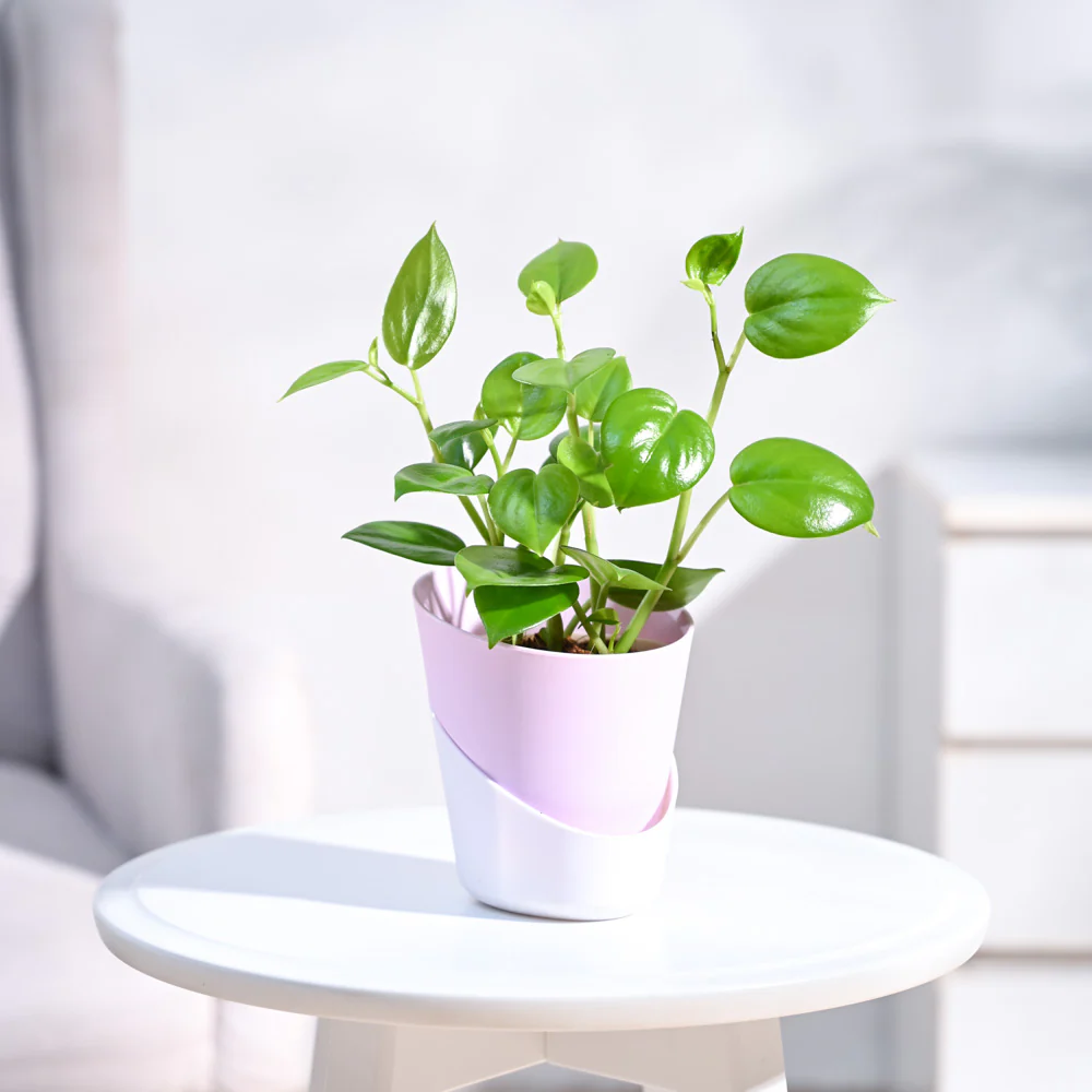 Peperomia Green Creeper Plant - Image 84