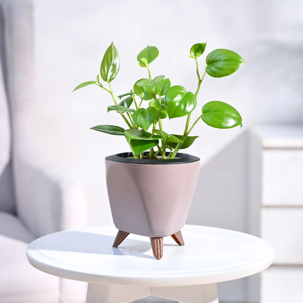Peperomia Green Creeper Plant - Image 88