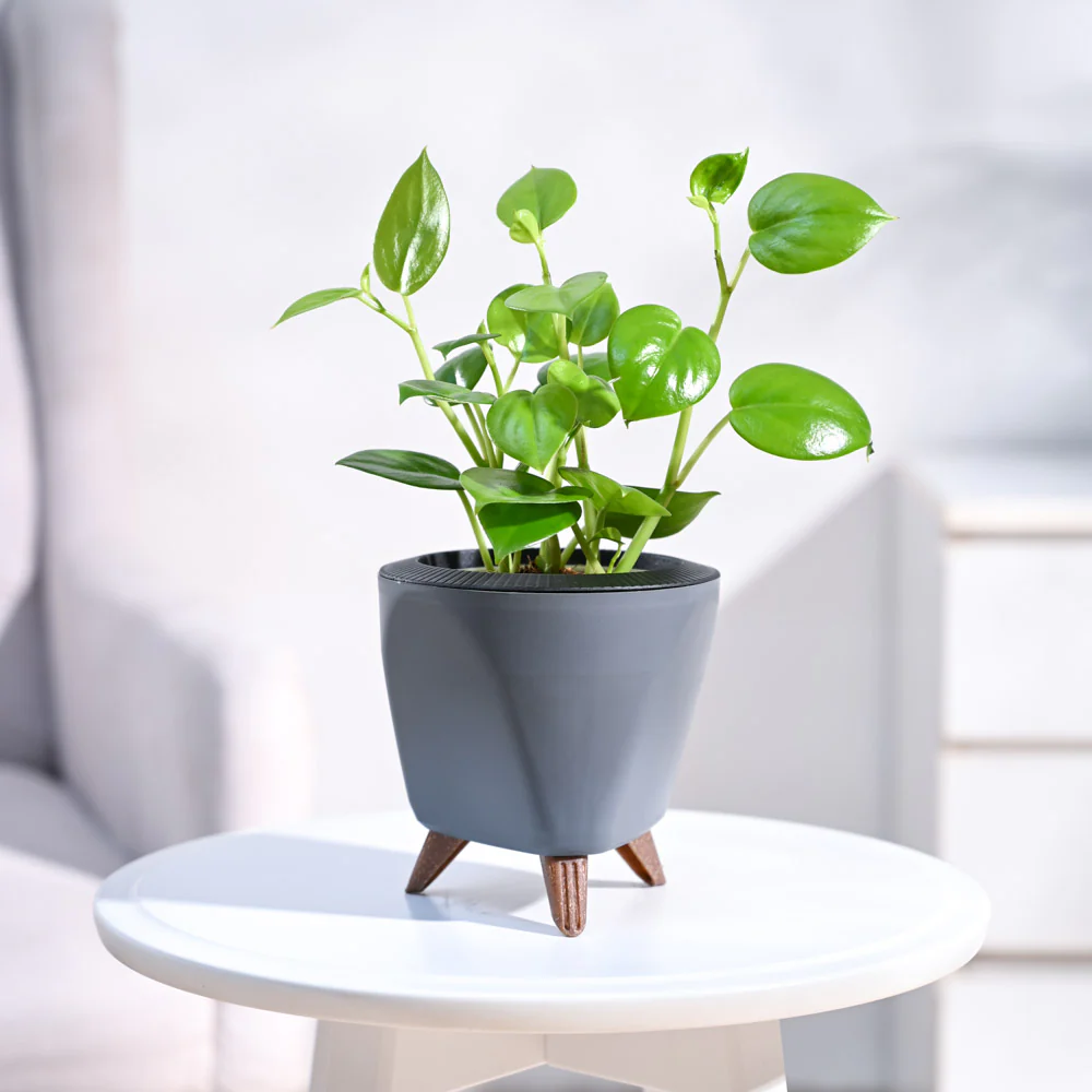 Peperomia Green Creeper Plant - Image 92